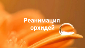 Реанимация Орхидеи БЕЗ КОРНЕЙ
часть 1