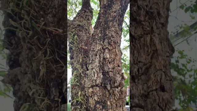 Тайланд, шустрые ящерицы которые лазят по деревьям смотреть онлайн