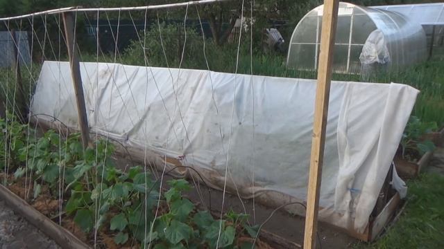 Два варианта отличной подвязки огурцов в открытом грунте. Шпалера и колышки-опоры для огурцов смотреть онлайн
