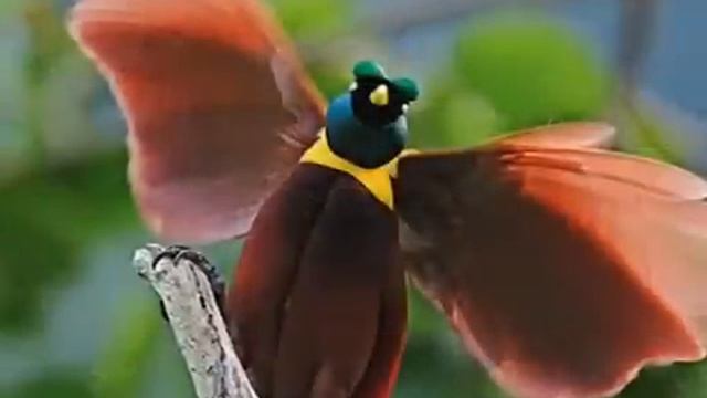 ФРЕНСИС ЛЭЙ - ПЕНИЕ ПТИЦ..ЗВУКИ ПРИРОДЫ.mp4 смотреть онлайн