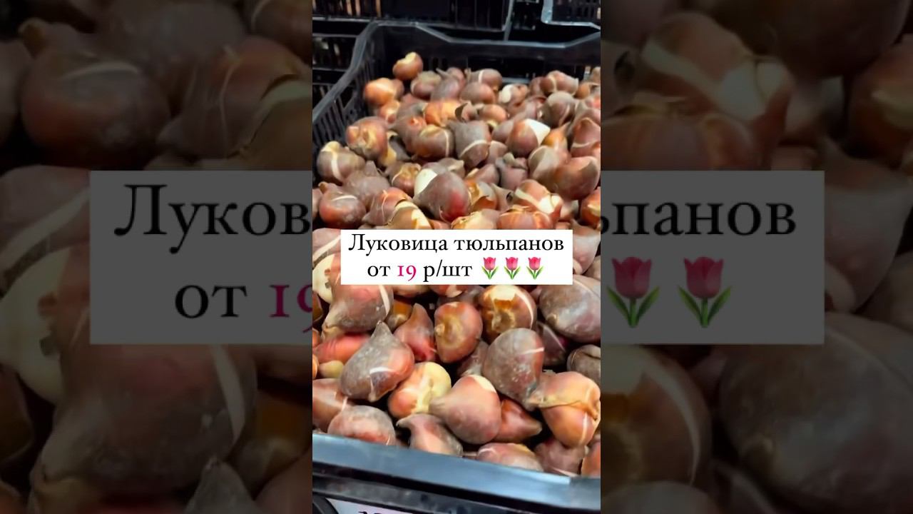 Открыта бронь луковиц тюльпанов, лилии, ирисов, крокусов, шоубоксов и т.д.#выгонкатюльпанов