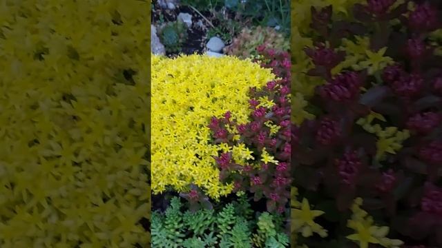 Цветёт седум " Acre" # Жёлтая шапка # Сочетание с другими седумами # Sedum acre blüht ??❤️ смотреть онлайн