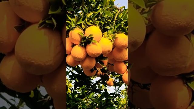 Рай! цитрусовые сады зимой в Израиле ?| heavenly winter garden in Israel смотреть онлайн