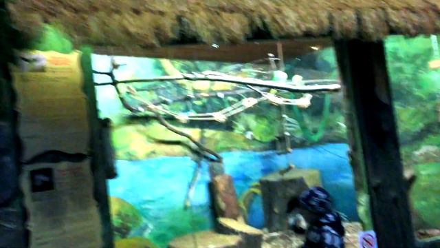 Настя и Никита в тропическом зоопарке смотреть онлайн