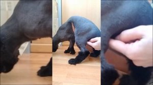 Внутримышечный укол коту, собаке