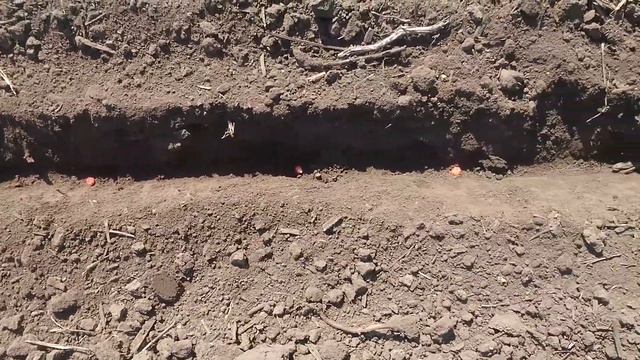 Контроль нормы посева кукурузы=73тис/га (посев 26.04.2018) смотреть онлайн