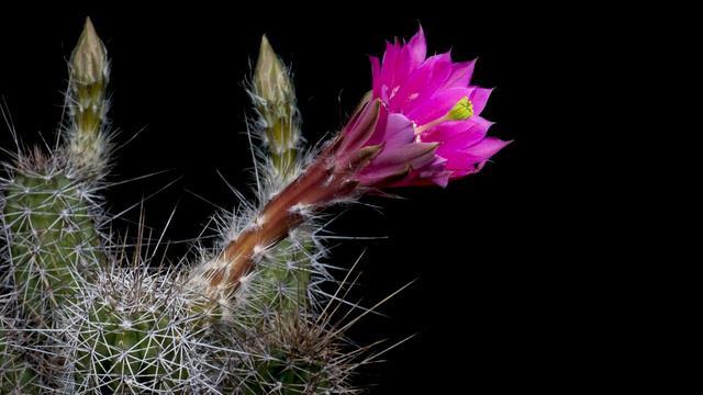 Time Lapse Echinocereus scheeri, Mexico, Chihuahua, Basihuare (4K) смотреть онлайн