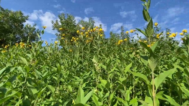 Топинамбур против борщевика... смотреть онлайн