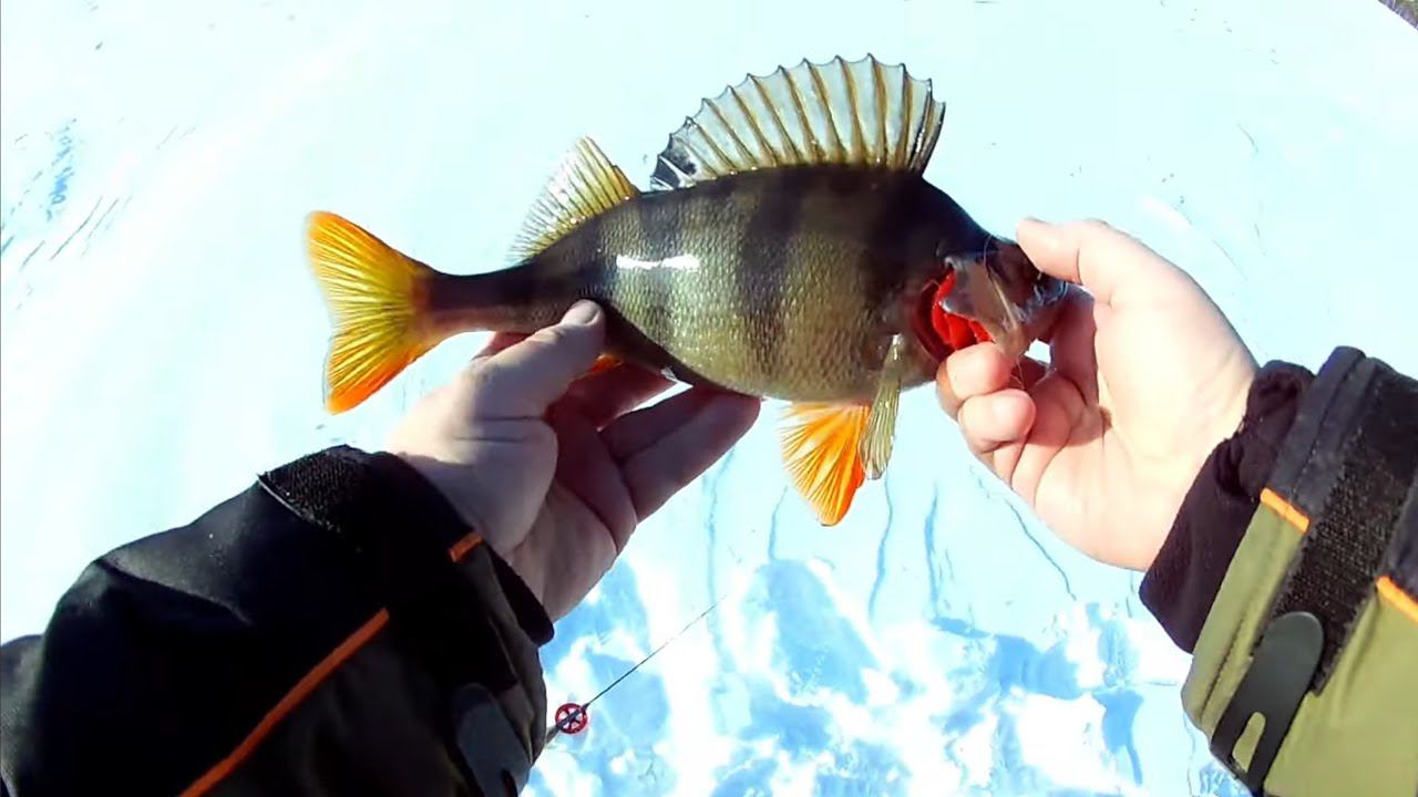 Это озеро не перестает УДИВЛЯТЬ #рыбалка #щука #спининг #fishing #pike #pikefishing