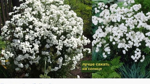 Тысячелистник Птармика смотреть онлайн