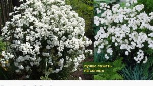 Тысячелистник Птармика