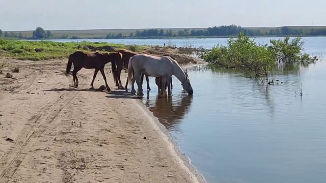 Лошади на водопое в Казахстане. смотреть онлайн