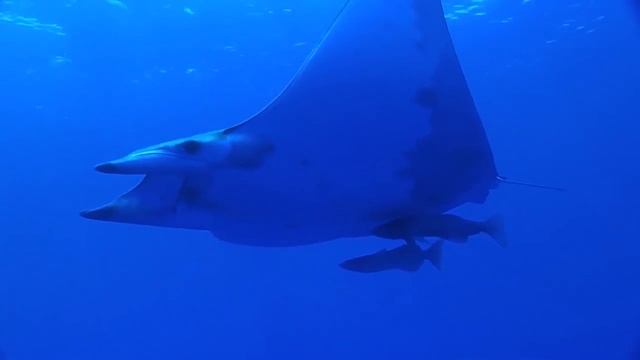 Медитация Стихия Воды смотреть онлайн