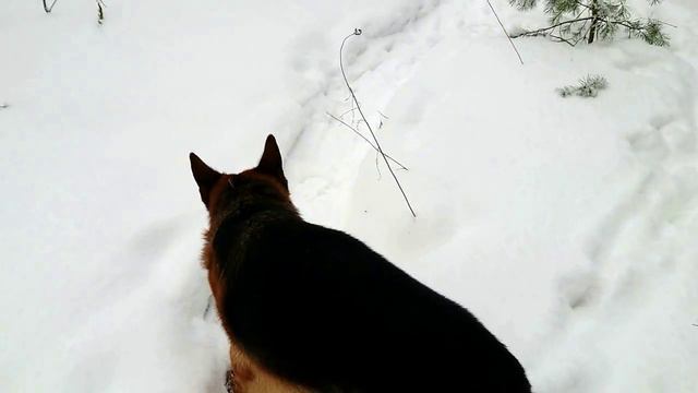 БАРС (Жойсен Лав) 30 ДЕКАБРЯ 20222 г