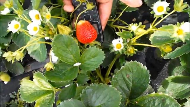 Клубника Мурано. Октябрь 2020