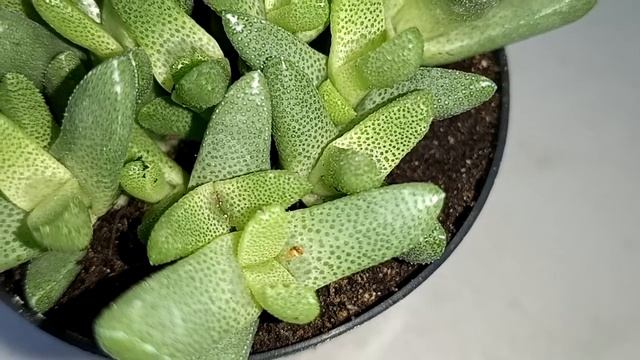 super rare succulent Home Depot haul - 2 week update (Gibbaeum album?) [SEE DESCRIPTION] //ASMR смотреть онлайн