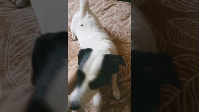 Собака вислоухая ,БЕСЦЕННАЯ!#Собака #обзор_на_собаку смотреть онлайн