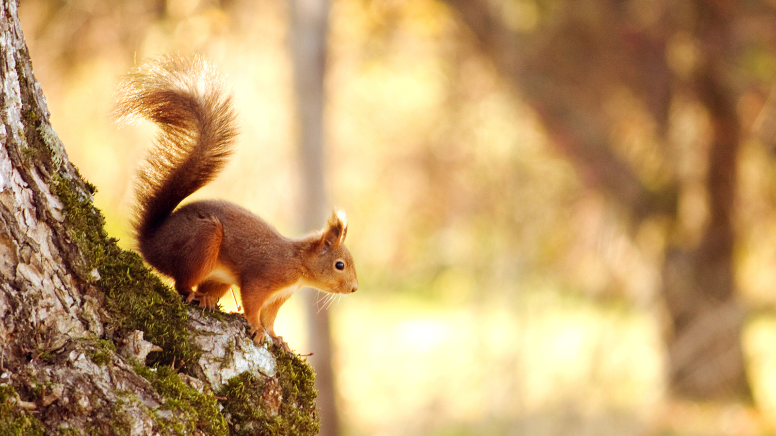 Расслабляющая Фортепианная Музыка [Расслабление, Йога, Спа, Массаж] смотреть онлайн