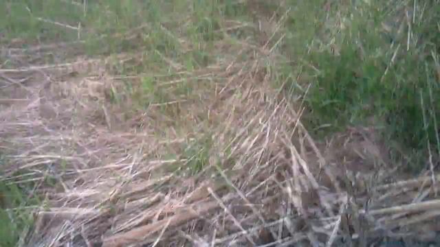 Testing My New Ryobi 4 Cycle Gas Weed Trimmer смотреть онлайн