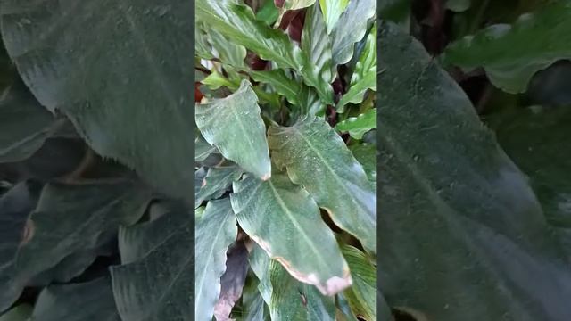 Calathea RUFIBARBA Burgundy смотреть онлайн