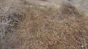 Расчистка участка от шиповника и вишни / Яндекс Дзен / Жизнь в деревне