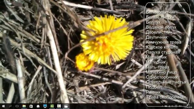 День первого цветка Мать-и-мачеха смотреть онлайн