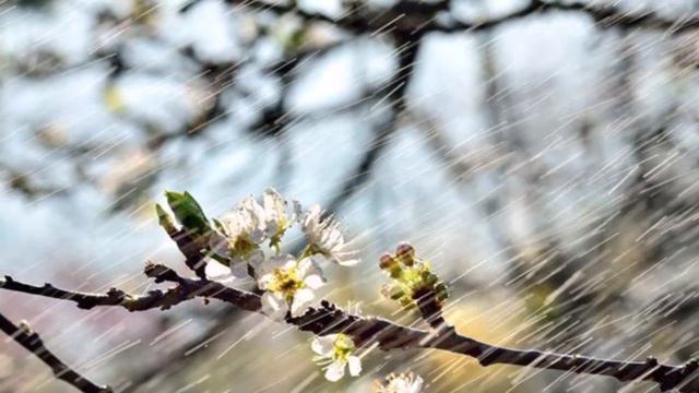 Подснежники нежности. Александр Суханов. смотреть онлайн