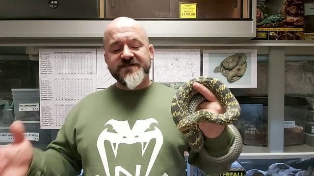 S'N'A Intermediate Series: Episode 28 - King Rat Snake (Elaphe carinata) смотреть онлайн