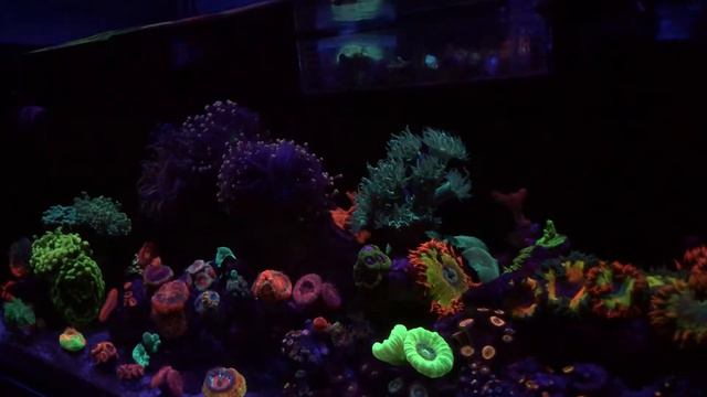 Coral Reef Tank - Bob Marley 🇬🇳 смотреть онлайн