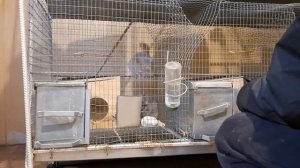 хотели ссадить шиншилл,а она начали драться- рассадили обратно