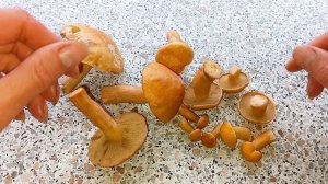 Грибы Козлята. Как выглядят козлята, как готовить грибы козлята. Козлёнок, козелец