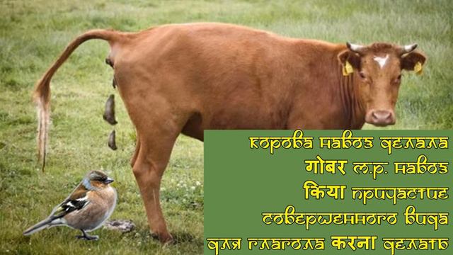 Хинди для начинающих 20 урок часть 1 смотреть онлайн