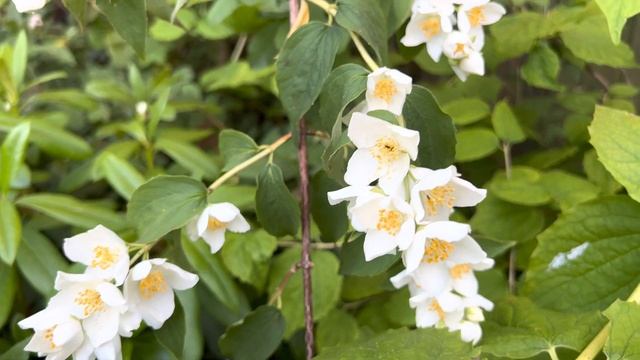 English Rose Garden in June | Full Tour of the first flush of roses | David Austin Roses and more … смотреть онлайн