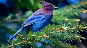 К чему снятся ПТИЦЫ или видеть ПТИЦУ во сне ★ Толкование Снов ★ СОННИК 3.0™