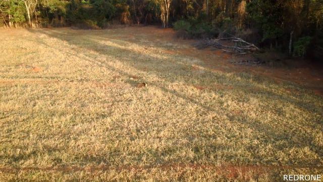 DRONE C FLY FAITH 2 - TAMANDUÁ NO MATO ,VÔO EXPLORATÓRIO / TAMANDUA IN THE MATO, EXPLORATORY FLIGH смотреть онлайн