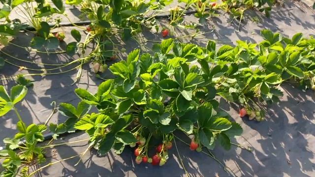 Дегустация первой клубники.? Альба, Клери, Сандра, Сапоре. ? смотреть онлайн