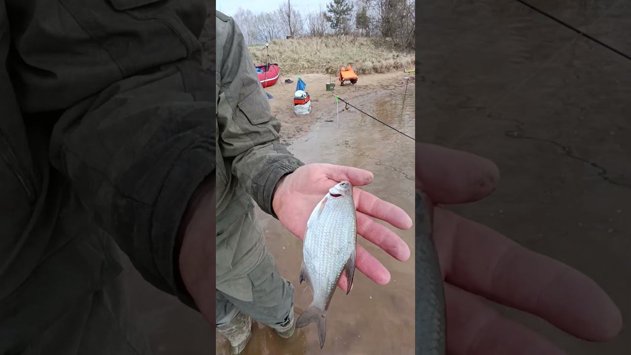 Рыыбалка на фидер Поймал первую густерку 2024 #fishing #shortvideo #рыбалка смотреть онлайн