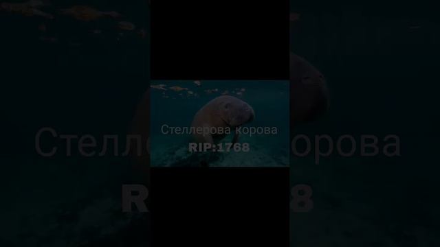 ЖИВОТНЫЕ ВЫМЕРШИЕ ИЗ-ЗА ЧЕЛОВЕКА смотреть онлайн
