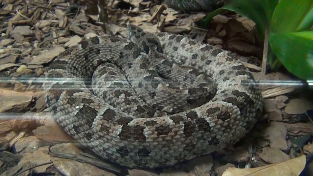 Пятнистая жарарака смотреть онлайн