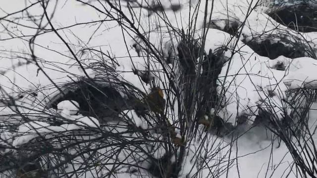 VID 20230403 190545 Путём зерна 1917 (В. Ходасевич)...Павел Васильев Лахтинский смотреть онлайн