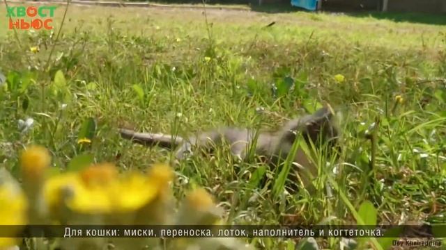 Можно ли брать животных из приюта? смотреть онлайн