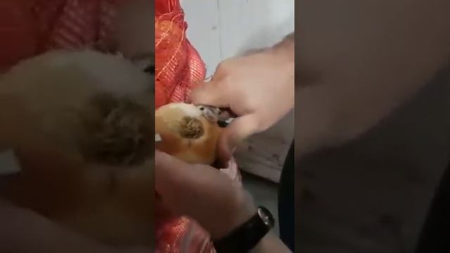 Египетский лук смотреть онлайн