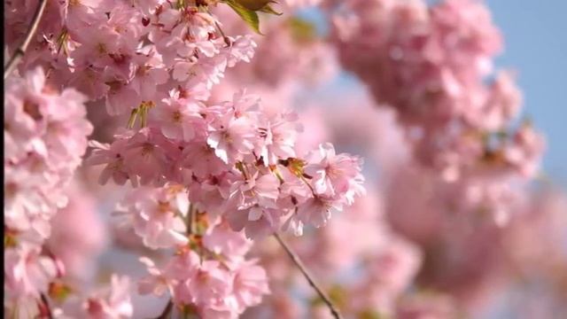 Мантра приносящая безусловную любовь и безграничное счастье в Вашу жизнь смотреть онлайн