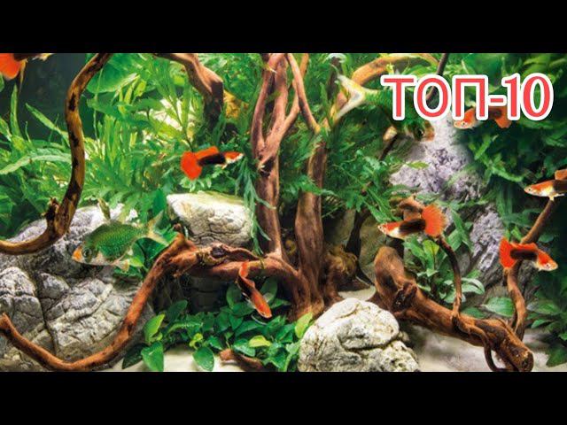 САМЫЕ ЖИВУЧИЕ АКВАРИУМНЫЕ РЫБКИ смотреть онлайн