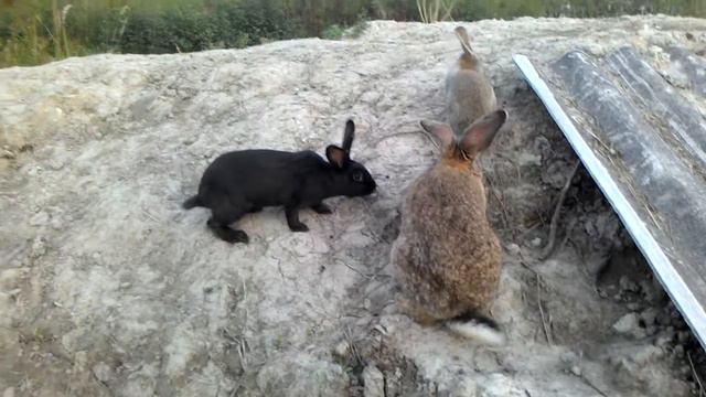 Нутрии смотреть онлайн