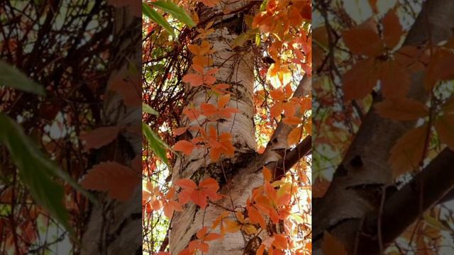 Золотая осень 🍂 смотреть онлайн