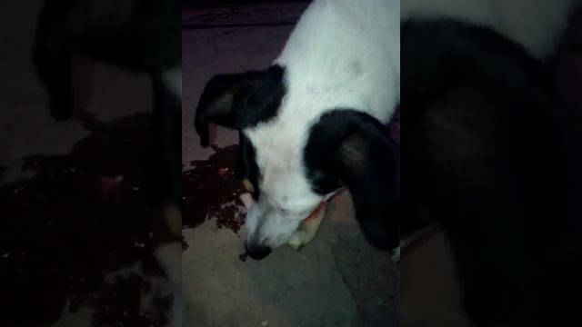 Собака ест арбуз, очень аппетитно. смотреть онлайн
