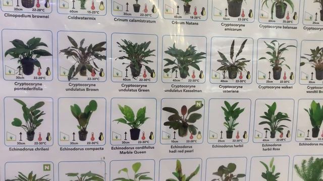 Aquarium plant temperature смотреть онлайн
