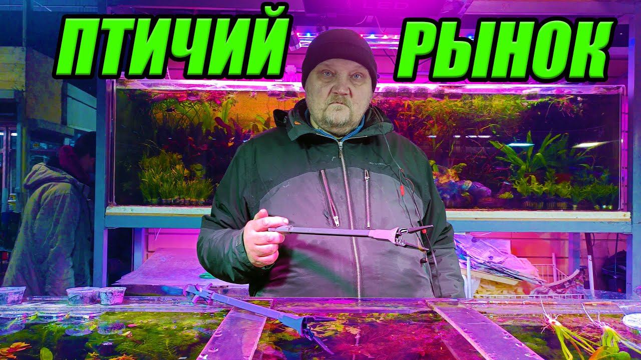 Птичий рынок Садовод. Цены на растения и рыбок. Декабрь 2022 смотреть онлайн