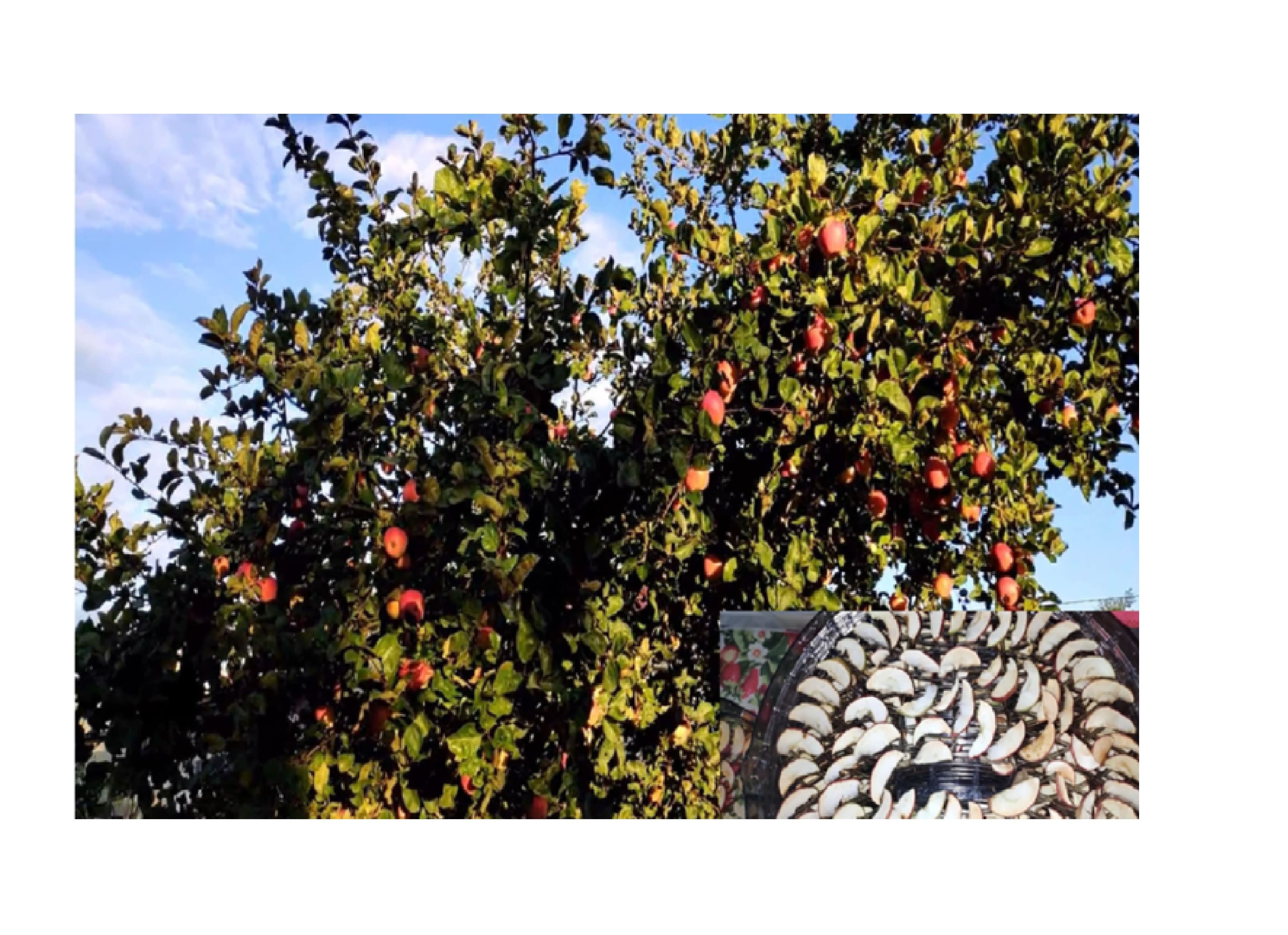 Мама научит